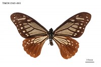 藏品(斑鳳蝶)的圖片